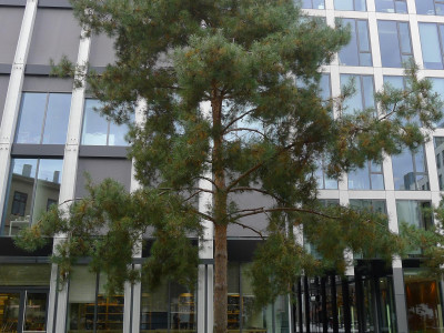 Praha - výsadba vzrostlých stromů TerraCottem