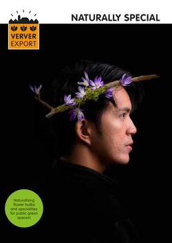 Zplaňující cibuloviny a směsi