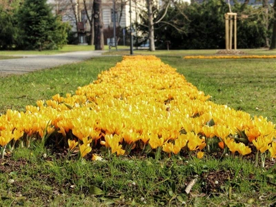 Cibuloviny - Frýdek Místek