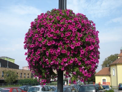 Otrokovice květináče a TerraCottem (2)