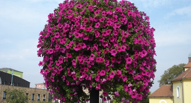 zkrášlení veřejných ploch květinovým mobiliářem