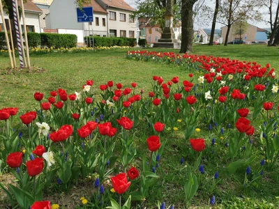 Cibuloviny - Rusínov