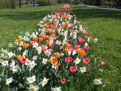 Cibuloviny - Slezská Ostrava