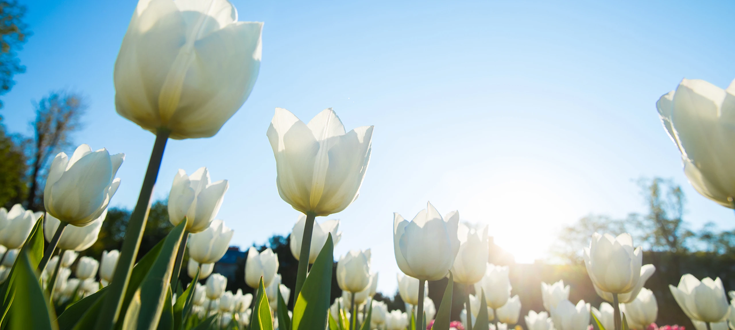 výhradní dovozce unikátních patentovaných půdních kondicionérů TerraCottem 
